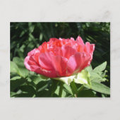Pink Peony Flower Briefkaart (Voorkant)