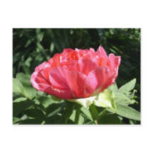 Pink Peony Flower