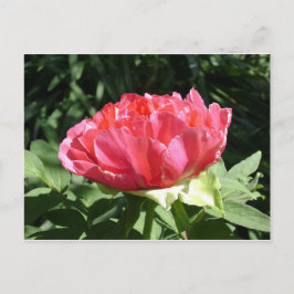 Pink Peony Flower Briefkaart