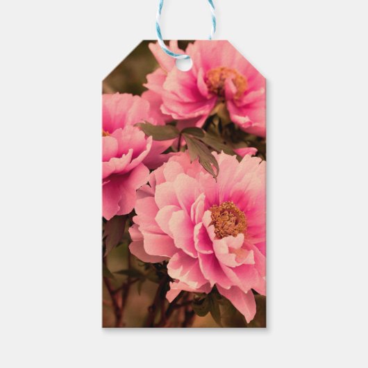 Pink  Peony Flower Cadeaulabel (Voorkant)