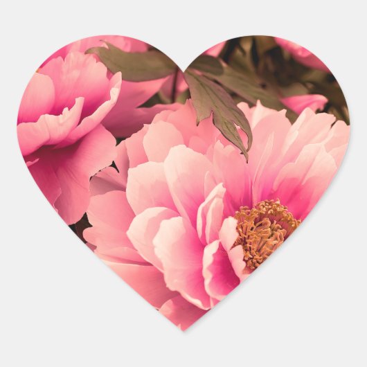 Pink  Peony Flower Hart Sticker (Voorkant)