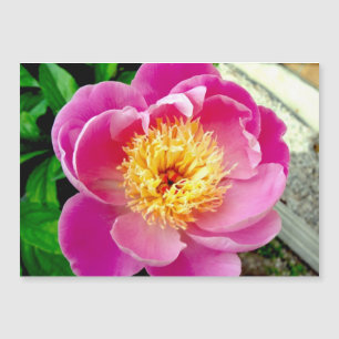 Pink Peony Flower Magnetic Kaart