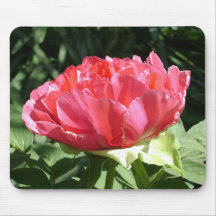 Pink Peony Flower