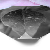 Pink Peony Flower Partiële kleur Poster (Hoek)