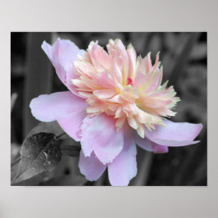 Pink Peony Flower Partiële kleur Poster