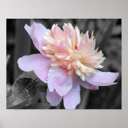 Pink Peony Flower Partiële kleur Poster (Voorkant)