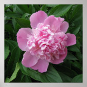 Pink Peony Flower Photography Poster Art (Voorkant)