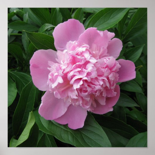 Pink Peony Flower Photography Poster Art (Voorkant)