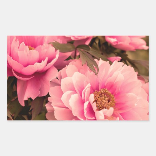 Pink Peony Flower Rechthoekige Sticker (Voorkant)