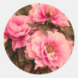 Pink  Peony Flower Ronde Sticker