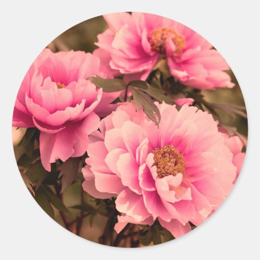 Pink  Peony Flower Ronde Sticker (Voorkant)