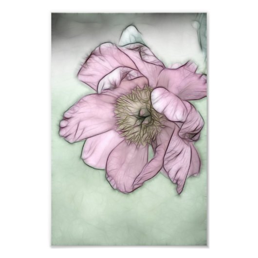 Pink Peony Flower Sketch Foto Afdruk (Voorkant)