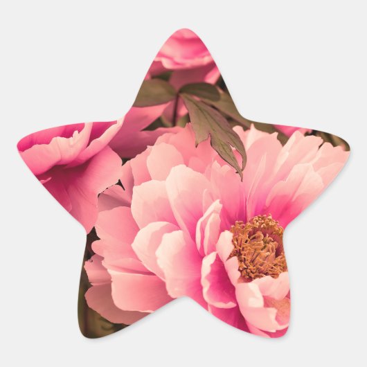 Pink  Peony Flower Ster Sticker (Voorkant)