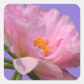 Pink Peony Flower Sticker (Voorkant)