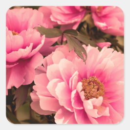 Pink  Peony Flower Vierkante Sticker