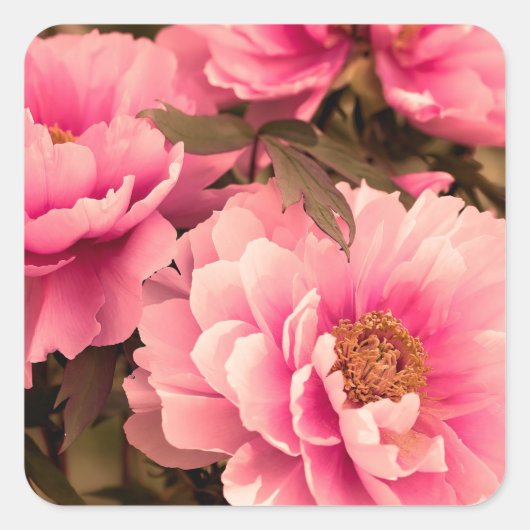 Pink  Peony Flower Vierkante Sticker (Voorkant)