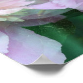 Pink Peony Flowers Multiplied Poster (Hoek)