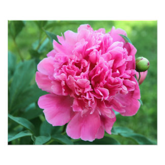 Pink Peony Foto Afdruk