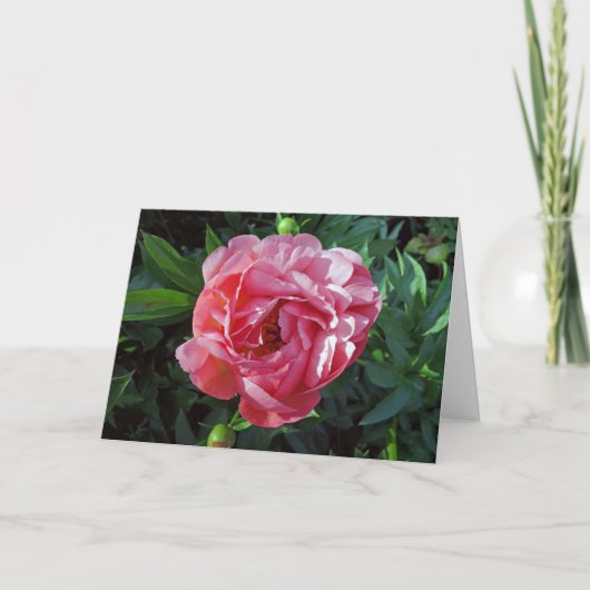 Pink Peony Kaart (Voorkant)