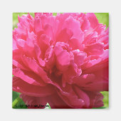 Pink Peony Magneet (Voorkant)