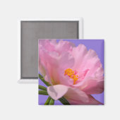 Pink Peony Magnet (Voorkant / Achterkant)