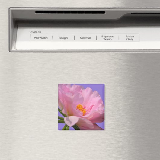 Pink Peony Magnet (Insitu (Vaatwasser))