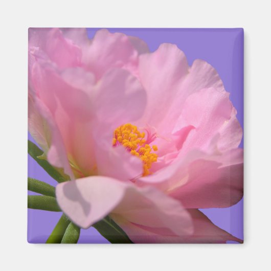 Pink Peony Magnet (Voorkant)