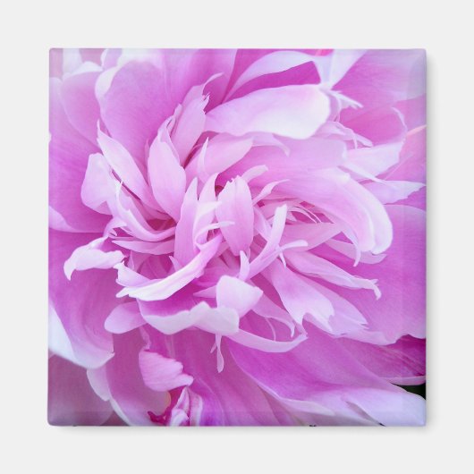 Pink Peony - Magnet (Voorkant)