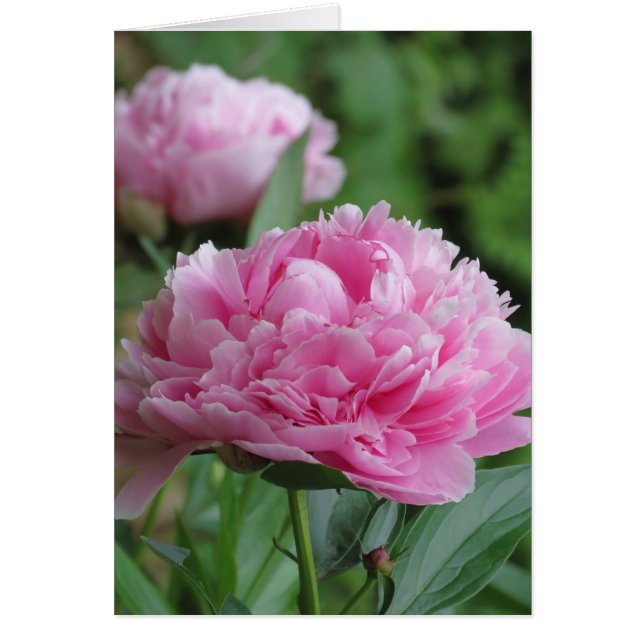 Pink Peony Pair (Voorkant)