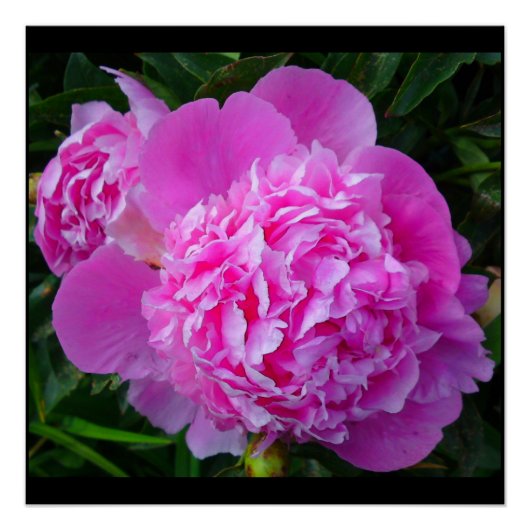 Pink Peony Perfect Poster (Voorkant)