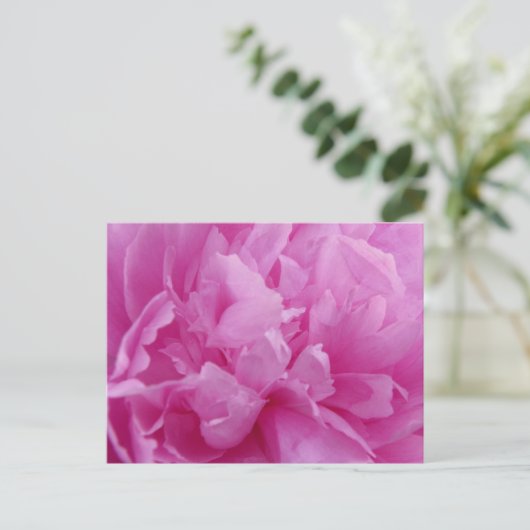 Pink Peony Petals postkaart (Staand voorkant)