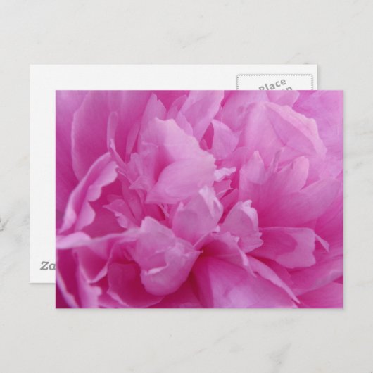 Pink Peony Petals postkaart (Voorkant / Achterkant)