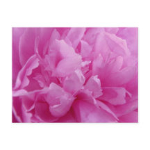 Pink Peony Petals postkaart