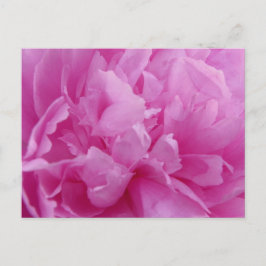 Pink Peony Petals postkaart