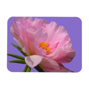 Pink Peony Photo Magnet Magneet