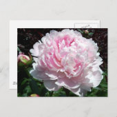 Pink Peony Postcard Briefkaart (Voorkant / Achterkant)