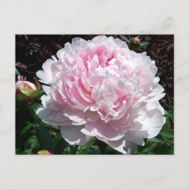 Pink Peony Postcard Briefkaart