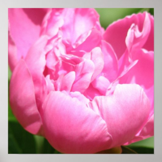 Pink Peony Poster (Voorkant)