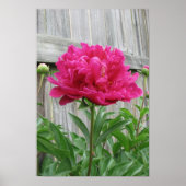 Pink Peony Poster (Voorkant)