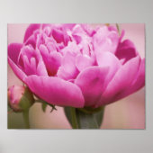 Pink Peony Poster (Voorkant)