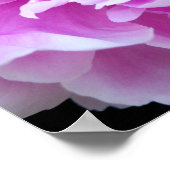 Pink Peony Poster (Hoek)