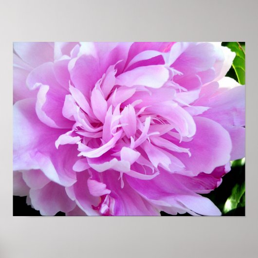 Pink Peony Poster (Voorkant)
