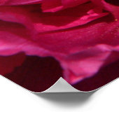Pink Peony Poster Print (Hoek)
