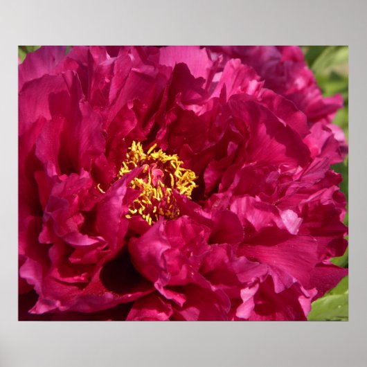 Pink Peony Poster Print (Voorkant)