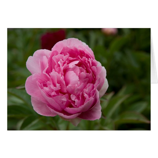 Pink Peony | Rosa Pvingerstrose (Voorkant Horizontaal)