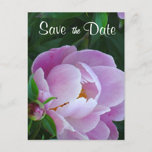 Pink Peony Save the Date Briefkaart (Voorkant)
