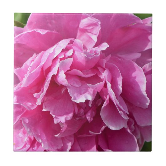 Pink Peony Tegeltje (Voorkant)