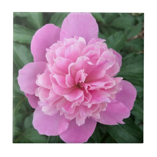 Pink Peony Tegeltje (Voorkant)
