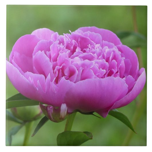 Pink Peony Tegeltje (Voorkant)