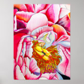 Pink Peony waterverf fine art Poster (Voorkant)